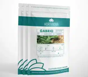 Hortinova / GABRIO – Open Pollinated Celeriac - Pépinière