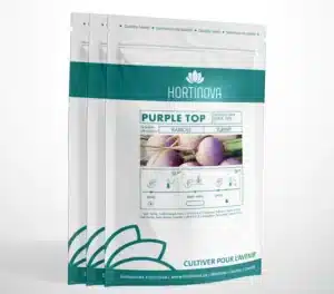 Hortinova / PURPLE TOP – Open Pollinated Turnip - Pépinière