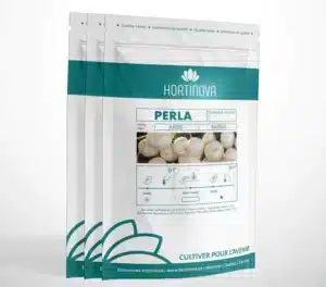 Hortinova / PERLA – Radis Blanc à Pollinisation Libre - Pépinière