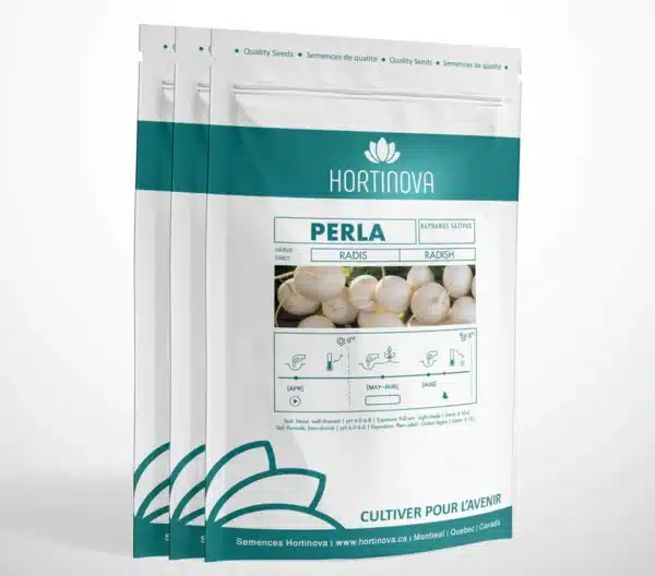 PERLA – Radis Blanc à Pollinisation Libre - Pépinière