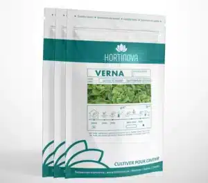 Hortinova / VERNA – Open Pollinated Butterhead Lettuce - Pépinière
