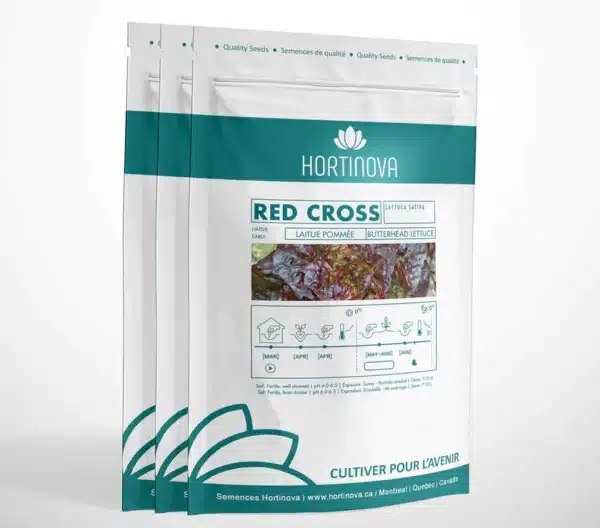RED CROSS – Laitue pommée à pollinisation libre - Pépinière