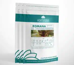 Hortinova / ROMANA – Laitue Romaine Rouge à Pollinisation Libre - Pépinière