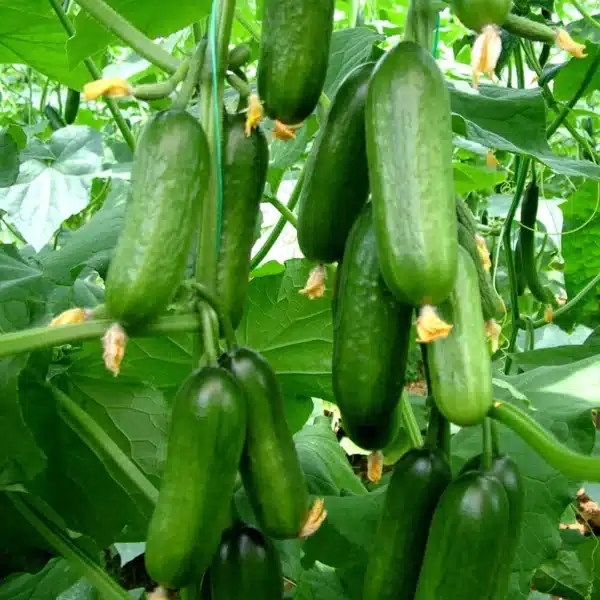 Hortinova / SALAMANDA F1 – Hybrid Cucumber - Pépinière