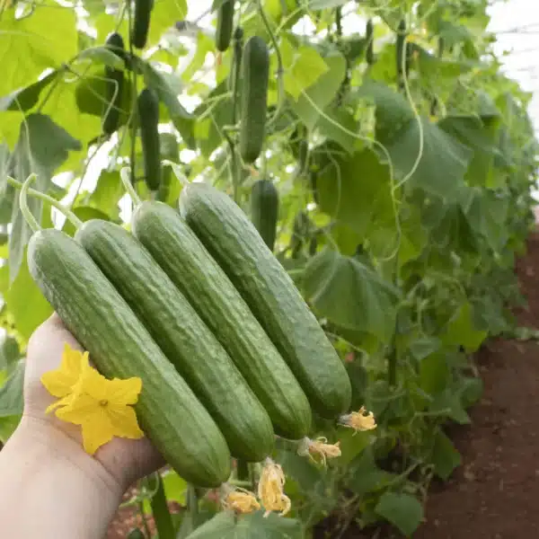 Hortinova / EFENDI F1 – Hybrid Cucumber - Pépinière