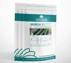Hortinova / MURZA F1 – Hybrid Cucumber - Pépinière