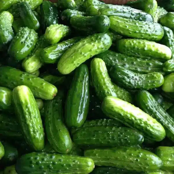 Hortinova / BODINA F1 – Hybrid Cucumber - Pépinière