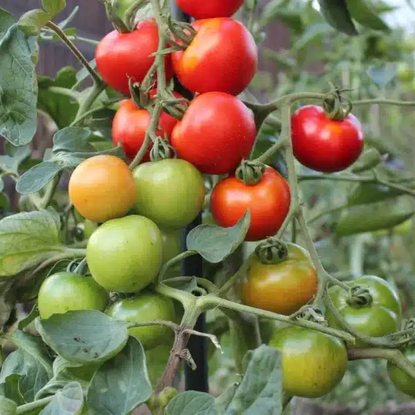 Hortinova / HARZFEUER F1 – Hybrid Round Tomato - Pépinière