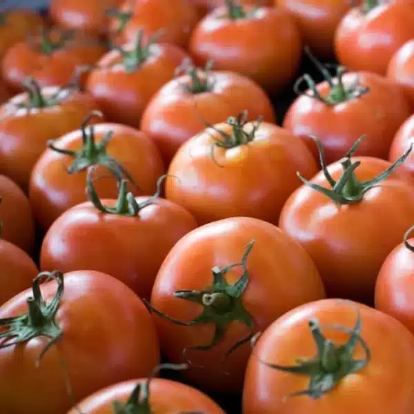 Hortinova / MONICA F1 – Hybrid Field Tomato - Pépinière