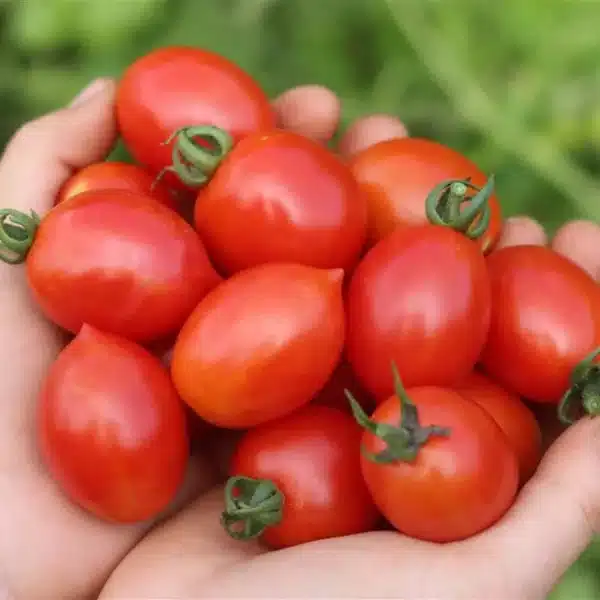 Hortinova / DALIDA – Open Pollinated Field Tomato - Pépinière