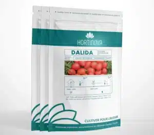Hortinova / DALIDA – Tomate de Plein Champ à Pollinisation Libre - Pépinière