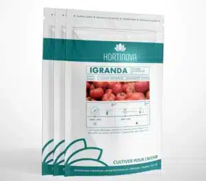 Hortinova / IGRANDA – Tomates de Plein Champ à Pollinisation Libre - Pépinière