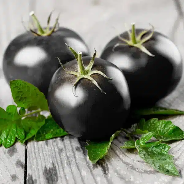 Hortinova / BLACK BAMBY F1 – Hybrid Cherry Tomato - Pépinière