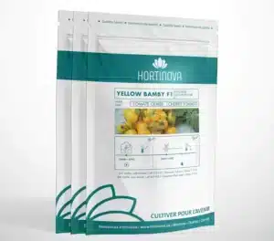 Hortinova / YELLOW BAMBY F1 – Hybrid Cherry Tomato - Pépinière
