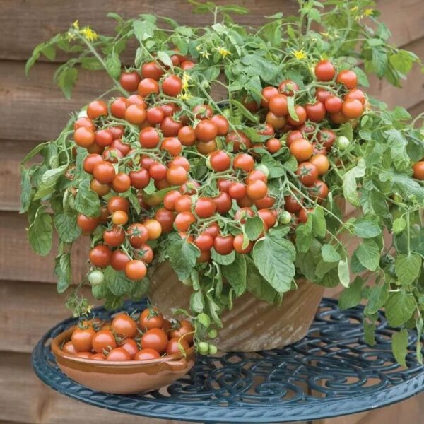 Hortinova / BALCONY RED F1 – Hybrid Cherry Tomato - Pépinière