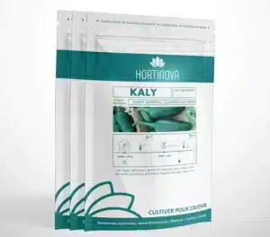 Hortinova / KALY – Piment Jalapeño à Pollinisation Libre - Pépinière