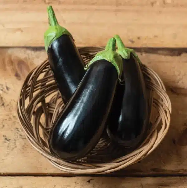 Hortinova / ALONZO F1 – Hybrid Eggplant - Pépinière