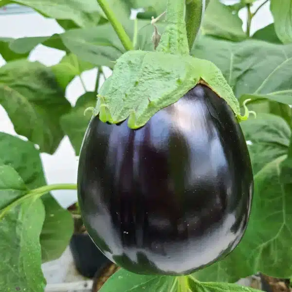 Hortinova / DARIO F1 – Hybrid Eggplant - Pépinière