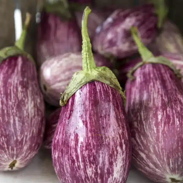 Hortinova / ENZO F1 – Hybrid Eggplant - Pépinière