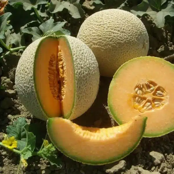 Hortinova / VIDAL F1 – Hybrid Cantaloupe Melon - Pépinière