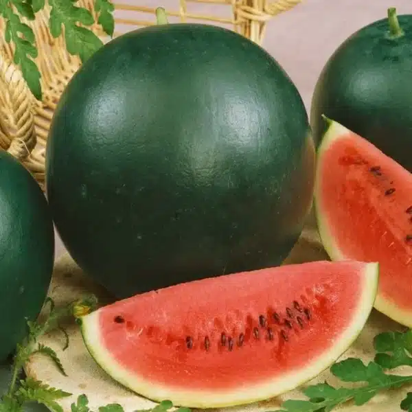 Hortinova / SUGAR BABY – Melon d’Eau à Pollinisation Libre - Pépinière