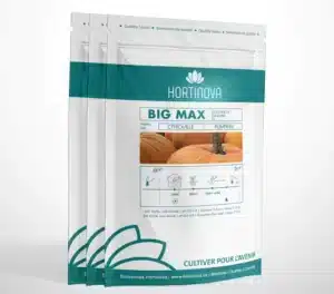 Hortinova / BIG MAX – Citrouille à Pollinisation Libre - Pépinière