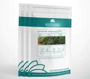 Hortinova / THYM – Thym d’Hiver à Pollinisation Libre - Pépinière