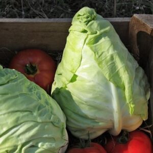 Murdoc F1 Cabbage |  Ecologically grown | Biennial | Hybrid - Pépinière