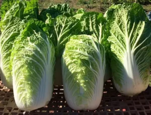 Bilko Napa F1 Cabbage | Certified Organic by Ecocert Canada | Biennial | Hybrid - Pépinière