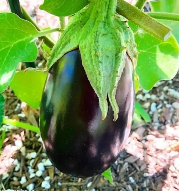 Gaia / Eggplant ‘Black Beauty’ / Certified Organic by Ecocert Canada / Annual / Open Pollination - Pépinière
