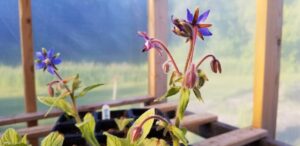 Borage | Certified Organic by Ecocert Canada | Annual | Open Pollinated | Heirloom - Pépinière