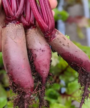 Cylindra Beet | Certified Organic by Ecocert Canada | Biennial | Open Pollinated | Heirloom - Pépinière