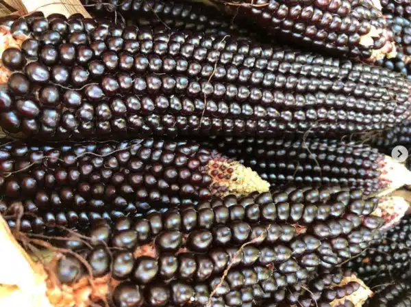 Maïs ‘Dakota Noir Popcorn’ / Certifié BIO par Écocert Canada /  Pollination Libre / Patrimonial - Pépinière
