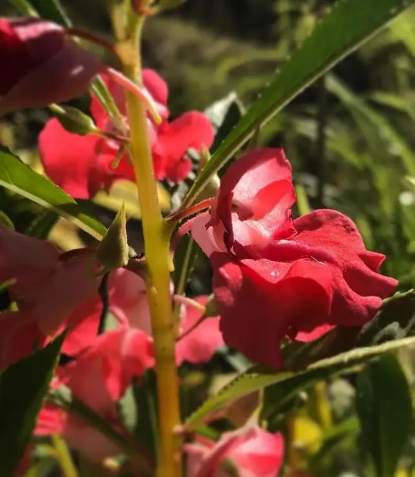 Balsamine – Mélange ‘Double Camellia’  / Cultivé Écologiquement / Annuel / Pollination libre / Patrimonial - Pépinière
