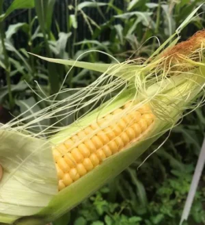 Golden Bantam Corn |  Certified Organic by Ecocert Canada |  Open Pollinated | Heirloom - Pépinière