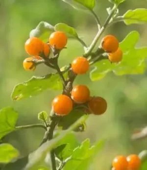 Gaia / ‘Golden Pearl’ Berries / Certified Organic / Ecocert Canada - Pépinière