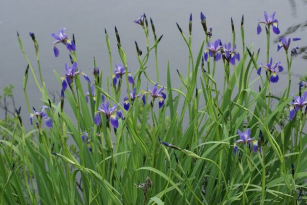 Iris versicolor - Pépinière