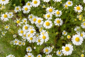 German Chamomile | Certified Organic by Ecocert Canada | Annual/Perennial | Open Pollinated | Heirloom - Pépinière