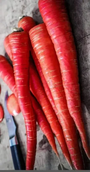 Kyoto Red Carrot | Ecologically grown  | Open Pollinated | Heirloom - Pépinière