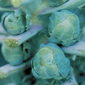 Long Island Brussels Sprouts | Certified Organic by Ecocert Canada | Annual | Open Pollinated | Heirloom - Pépinière