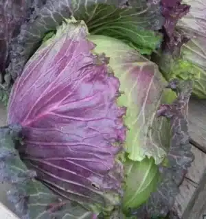 Marabel Cabbage | Certified Organic by Ecocert Canada | Hybrid - Pépinière