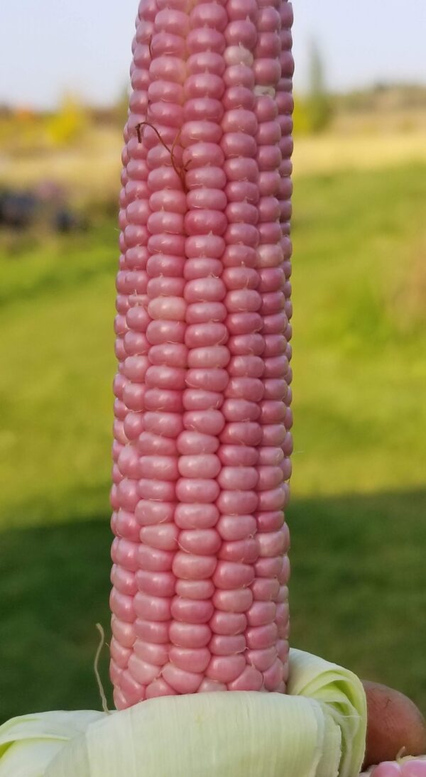 Maïs ‘Mini Pink Popcorn’ / Certifié BIO par Écocert Canada / Pollination Libre | Patrimonial - Pépinière