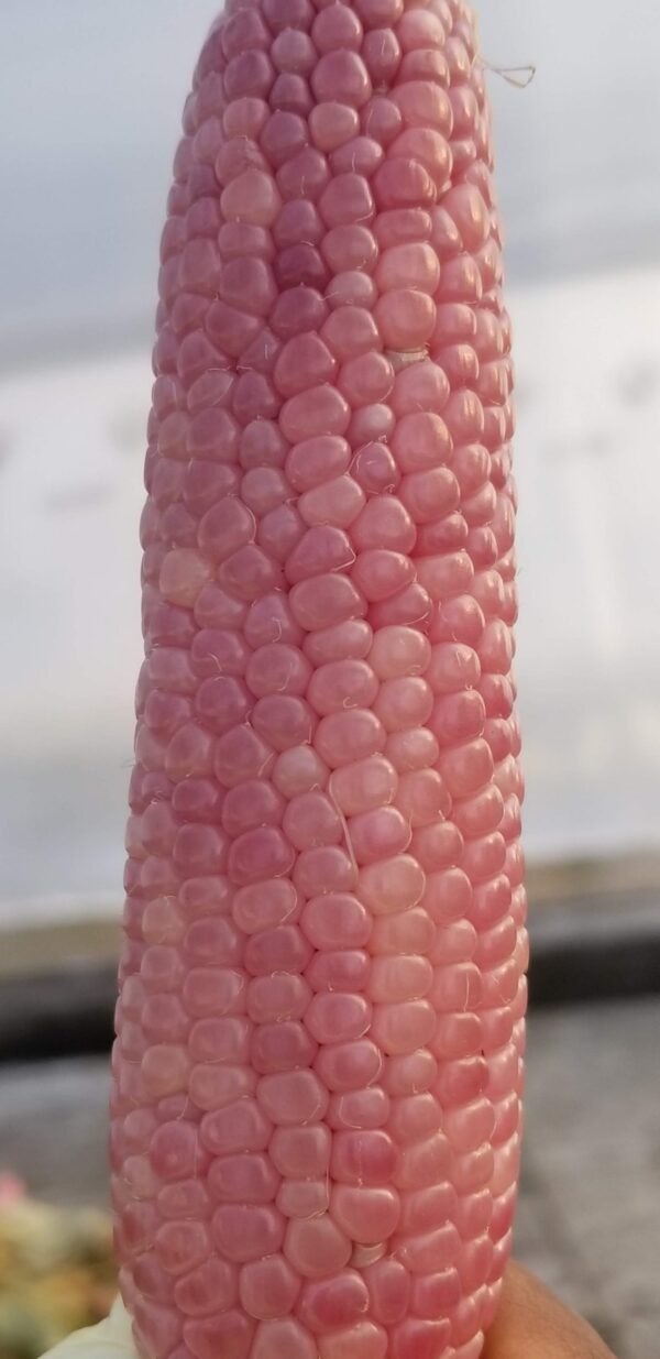 Maïs ‘Mini Pink Popcorn’ / Certifié BIO par Écocert Canada / Pollination Libre | Patrimonial - Pépinière