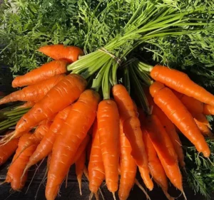 Napoli F1 Carrot |Certified Organic by Ecocert Canada | Biennial | Hybrid - Pépinière