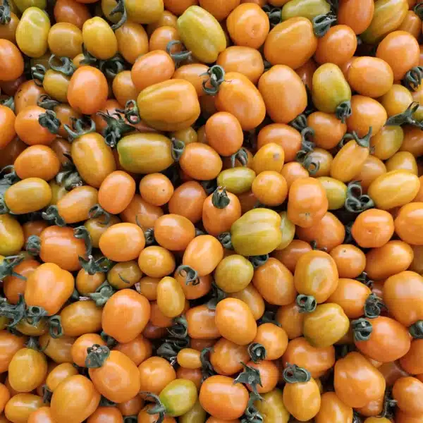 Hortinova / ORINGA F1 – Tomates Cerises Hybrides - Pépinière