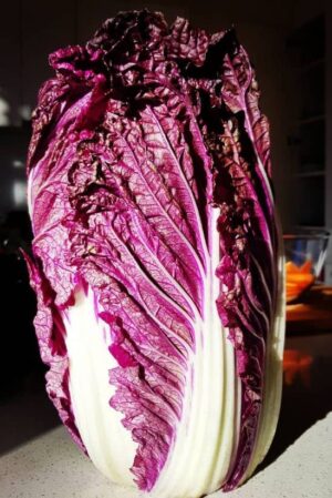 Red Chinese F1 Cabbage |  Ecologically grown | Biennial | Hybrid - Pépinière