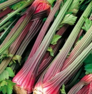 Red Stalk Celery | Certified Organic by Ecocert Canada | Open Pollinated | Heirloom - Pépinière