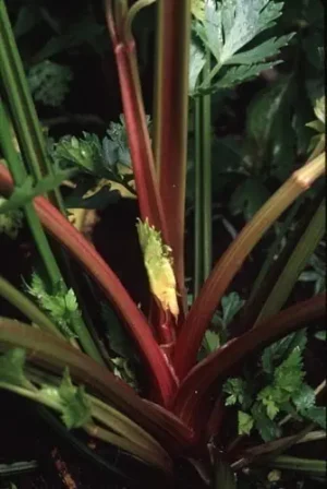 Redventure Celery | Certified Organic by Ecocert Canada | Open Pollinated | Heirloom - Pépinière