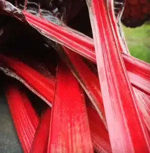 Ruby/Rhubarb Red Chard | Certified Organic by Ecocert Canada | Open Pollinated | Heirloom - Pépinière