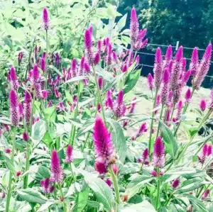 Gaia / Celosia ‘Ruby Parfait’ / Organically Grown / Annual - Pépinière